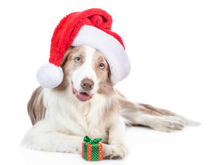 Border collie dog wearing a red santa hat lies with gift box. isolated on white background