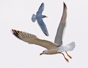 Obraz premium bird