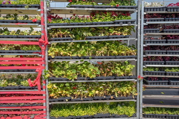 A lot of seedlings in pots. Gardening. Planting. © Adil