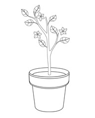 Small flowering tree in flower pots - vector linear picture for coloring. A seedling for planting in the garden. Sapling with flowers and leaves in the flower pot Outline. Small garden plant