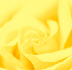 Soft focus, abstract floral background, yellow rose flower. Macro flowers backdrop for holiday brand design