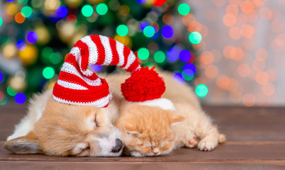 Fototapeta na wymiar Pembroke welsh corgi puppy wearing a santa hat sleeps with kitten together on festive Christmas background