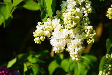 White blooming lilac flowers on a background of green leaves. - 321470809