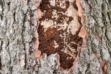 Borkenkäfer an totem Baum Fichte