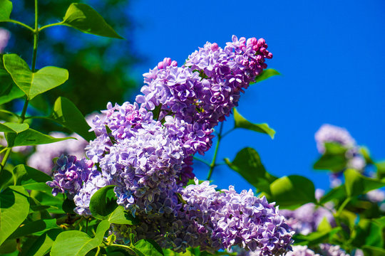 Purple blooming lilac flowers on blue background.
