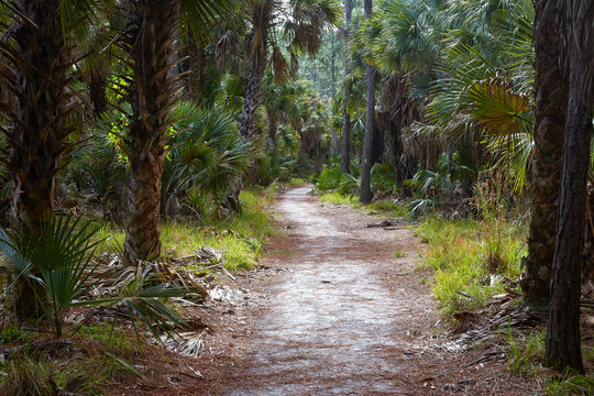 Hiking trail at Bulow Creek State Park near Palm Coast, Florida