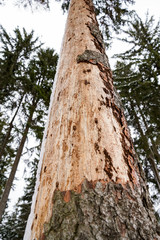 toter Baumstamm Fichte Borkenkäfer