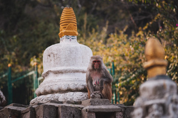 Small monkey living near a stupa, Kathmandu, Nepal