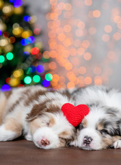 Fototapeta na wymiar Two australian shepherd puppies sleep together on festive background with red heart