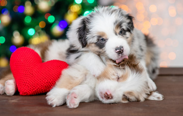 Australian shepherd puppy licks his love who lies with red heart on festive background