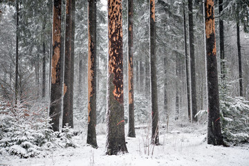 absterbender Wald durch den Borkenk&auml;fer 