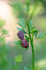 Red striped garden bugs make love.