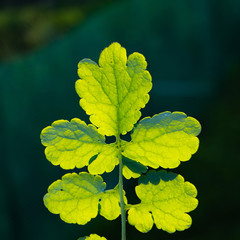 Celandine plant leaf in sunlight on a dark background.