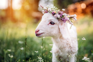 Baby lamb with flower crown