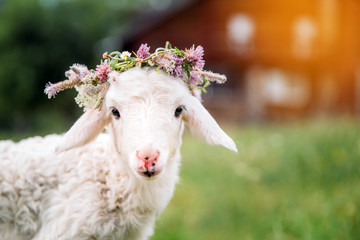 Baby lamb with flower crown