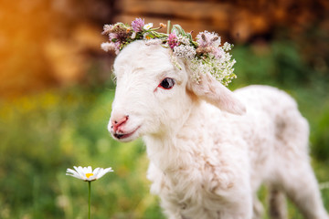 Baby lamb with flower crown