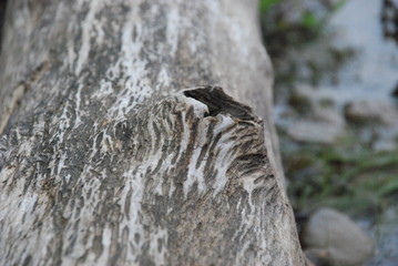 bird on tree