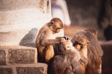 Small monkey living near a stupa, Kathmandu, Nepal