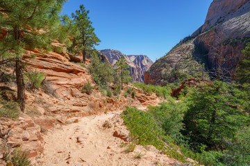 Obraz premium hiking west rim trail in zion national park, usa