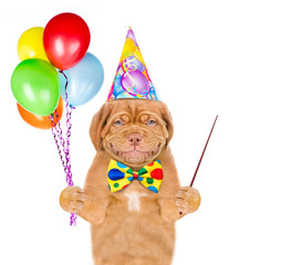 Smiling puppy wearing a birthday`s hat holds balloons and points away on empty space. isolated on white background