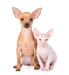 Toy terrier puppy and sphynx kitten sit together.  isolated on white background
