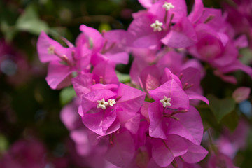 Pink bougainvillea flowers on a clear day