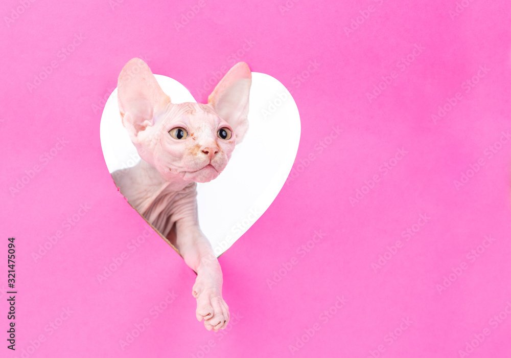 Poster Playful sphinx cat looks through a hole in the shape of a heart. Empty space for text. Isolated on white background