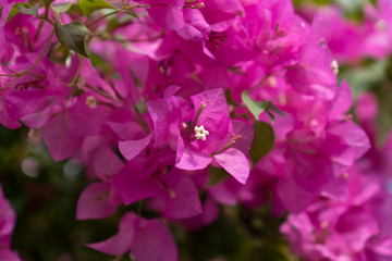 Pink bougainvillea flowers on a clear day