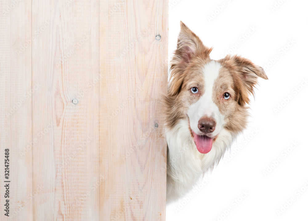 Aufkleber Border collie looks from behind empty wooden boards. Empty space for text. Isolated on white background