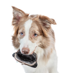 Border collie dog holds retro wallet in it mouth. isolated on white background