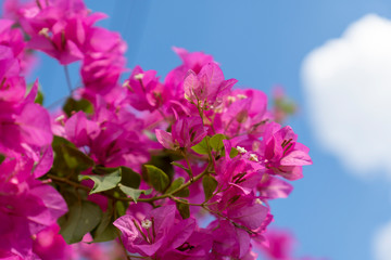 Pink bougainvillea flowers on a clear day