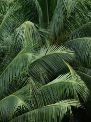 green coconut leaf