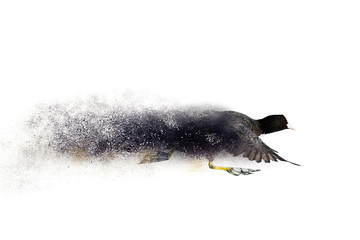 Birds. Dispersion, splatter effect. White background.
