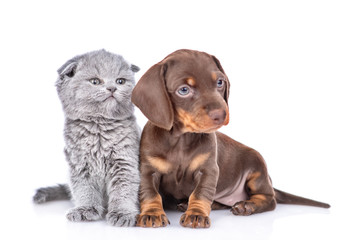Dachshund puppy sits with gray baby kitten and look away together. isolated on white background
