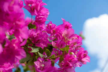 Pink bougainvillea flowers on a clear day