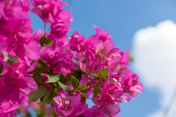 Pink bougainvillea flowers on a clear day