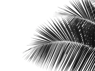 Photo sur Plexiglas Noir et blanc silhouette de feuille de noix de coco noir et blanc