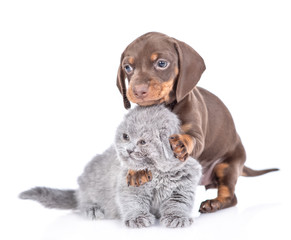 Fototapeta premium Playful dachshund puppy embracing gray baby kitten. isolated on white background