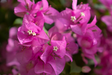 Pink bougainvillea flowers on a clear day