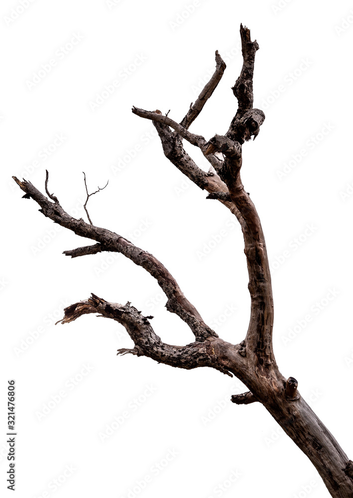 Wall mural branch of dead tree with clipping path isolated on white background.