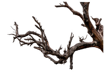 Branch of dead tree with clipping path isolated on white background.