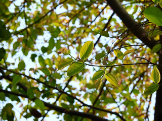 colorful leaf on branch tree at spring