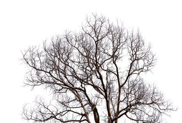 Dead tree isolated on white background