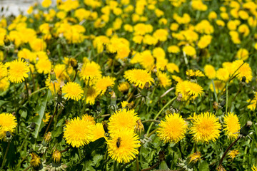 Yellow dandelion flowers Taraxacum officinale . Dandelions field background on spring sunny day.