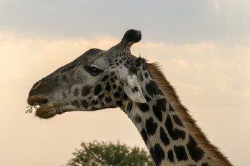Portrait of a giraffe at the end of the day