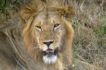 Fototapeta na wymiar Portrait of a lion resting under a tree in Serengeti National Park