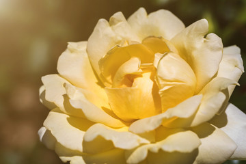 Close-up of a beautiful yellow garden rose growing in the park. In fuul bloom with sunlight.