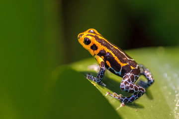 Mimic Poison Frog, Ranitomeya imitator Jeberos is a species of poison dart frog found in the north-central region of eastern Peru. Its common name include mimic poison frog and poison arrow frog, - obrazy, fototapety, plakaty