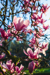 a beautiful view on the magnolia tree in a park