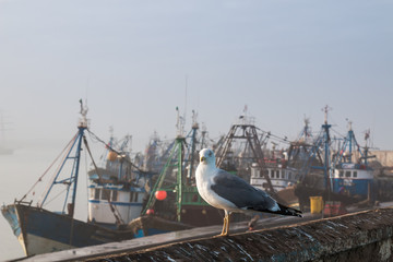 Seagull and boats in Essaouira, Morocco